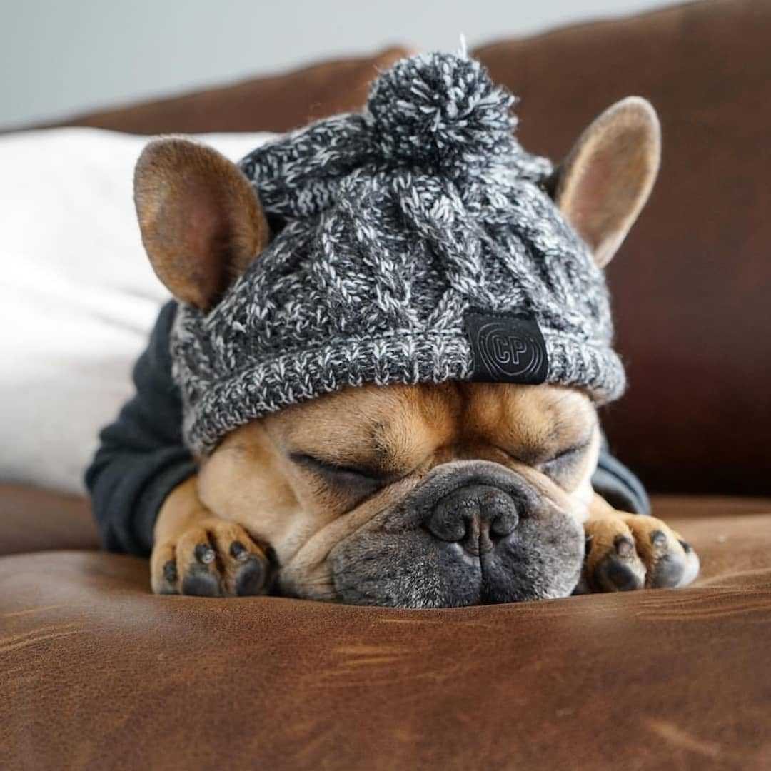 SnugPaw™ – Vintermössa för Hund