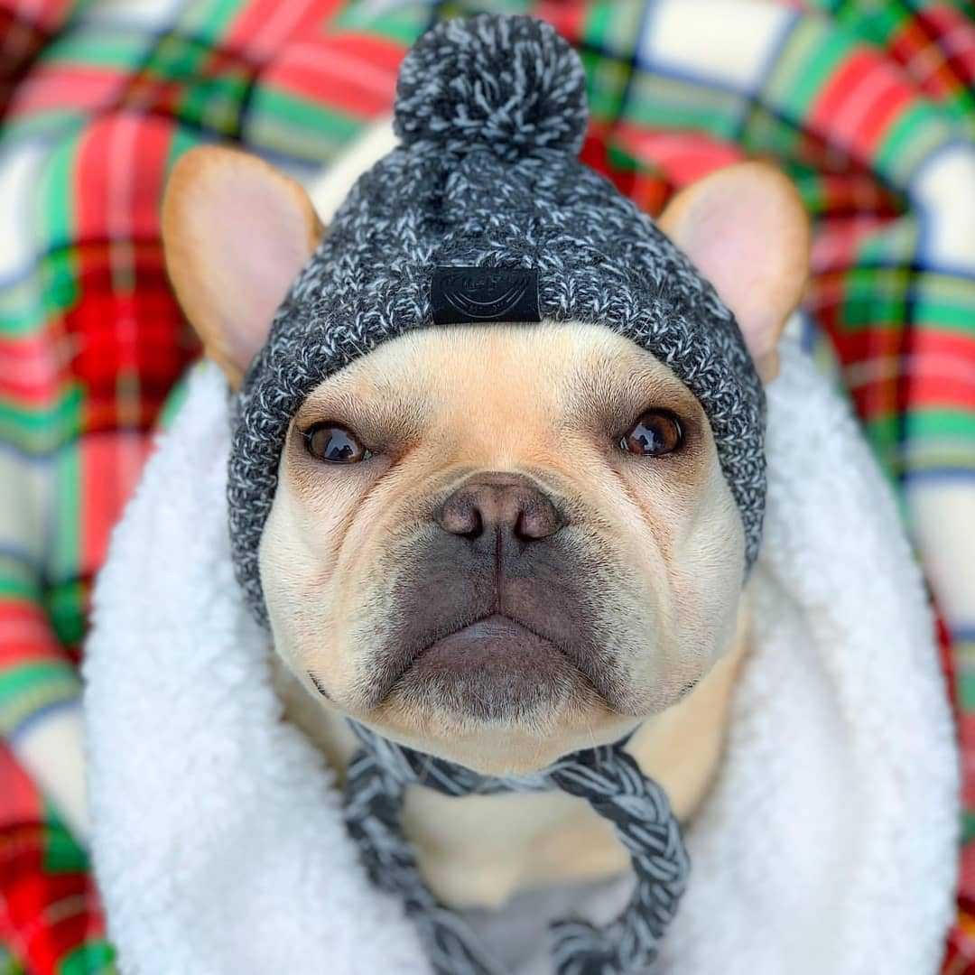 SnugPaw™ – Vintermössa för Hund