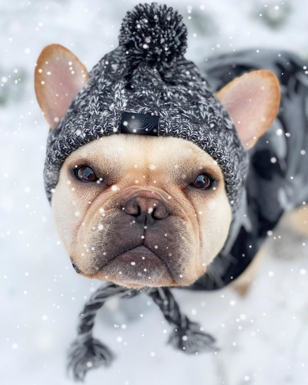 SnugPaw™ – Vintermössa för Hund