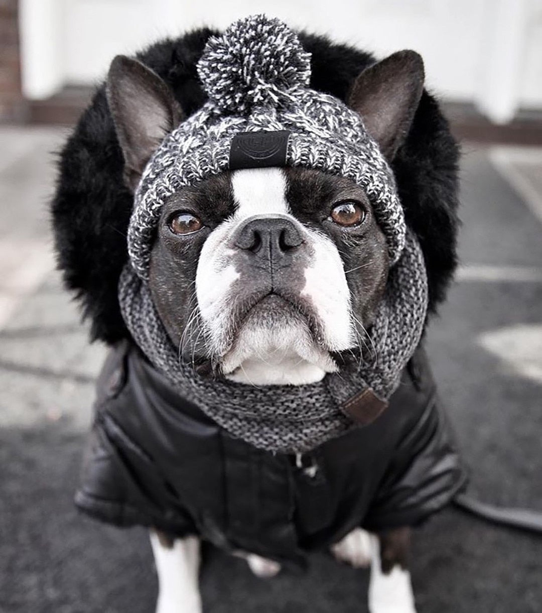 SnugPaw™ – Vintermössa för Hund