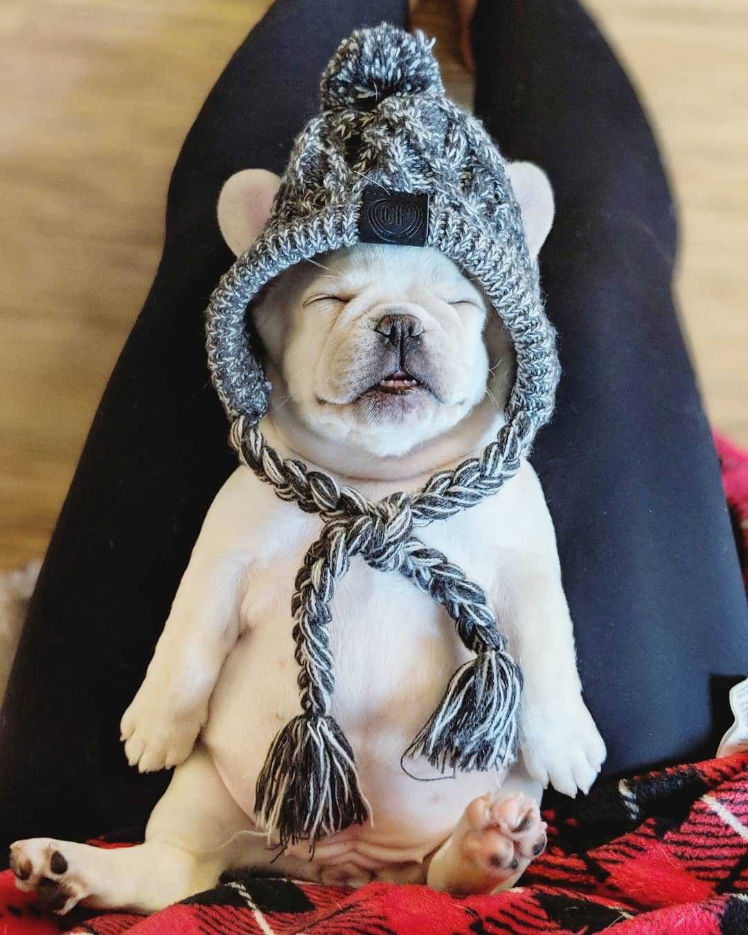 SnugPaw™ – Vintermössa för Hund