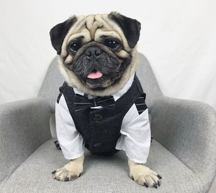 Bröllopsdress för Hund – Söt Festdress för Brudgumme och Brud | 39 Varianter